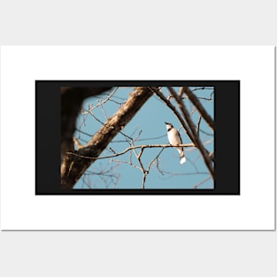 bird on branch Posters and Art